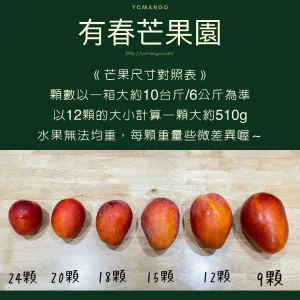 枋山愛文芒果-外銷嚴選A級-12顆裝/1箱