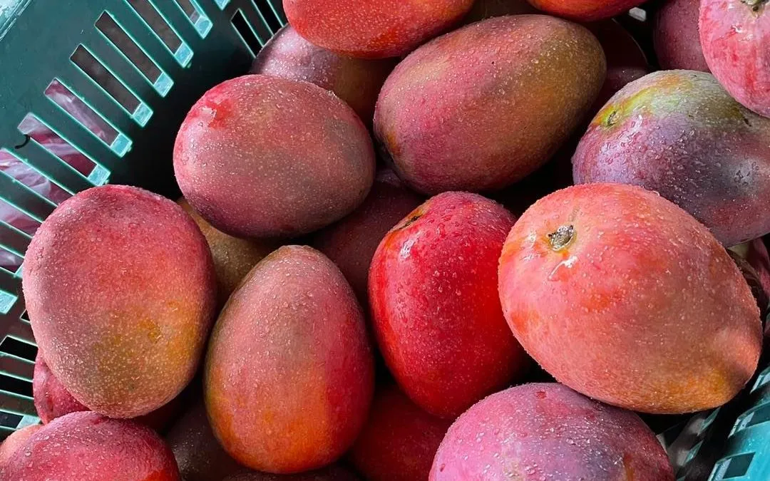 《有春芒果園》📣📣📣